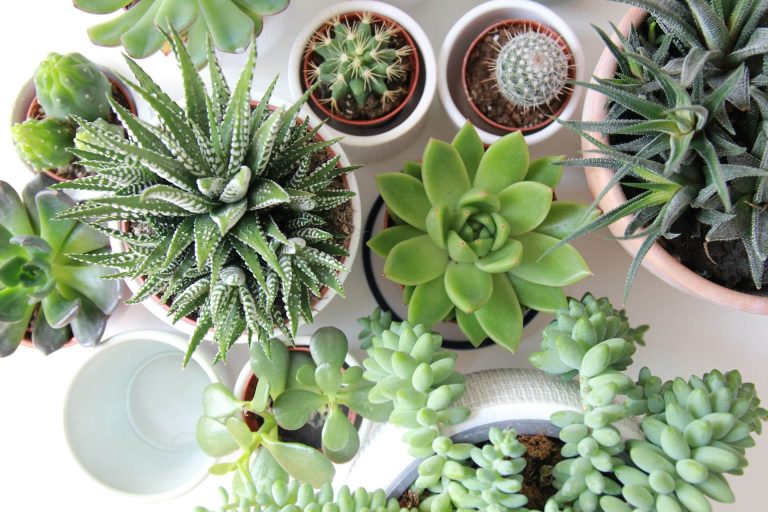 The best plants to improve air quality in the house